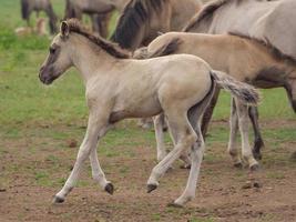 cavalos selvagens em um prado na Alemanha foto