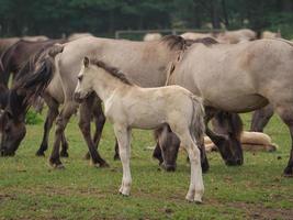 cavalos selvagens em um prado na Alemanha foto