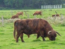 vacas na Vestfália foto