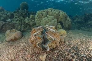 molusco gigante no mar vermelho colorido e bonito, eilat israel foto