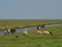 hallig hooge no mar do norte alemão foto