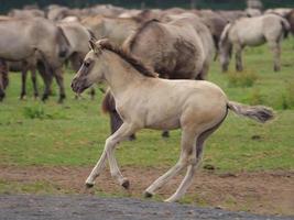 cavalos selvagens em um prado na Alemanha foto