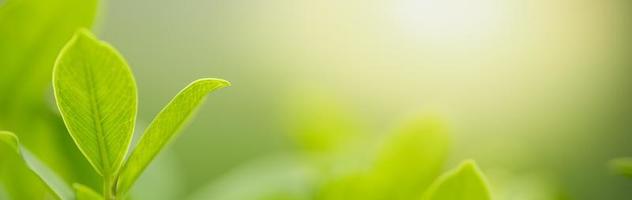 close-up da folha verde vista da natureza no fundo de vegetação turva sob a luz do sol com bokeh e copie o espaço usando como plano de fundo a paisagem de plantas naturais, conceito de capa de ecologia. foto