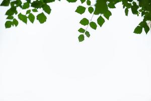 close-up da folha verde vista da natureza no fundo do céu branco sob a luz do sol com espaço de cópia usando como plano de fundo a paisagem de plantas naturais, conceito de capa de ecologia. foto