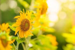 closeup de flor de girassol com folha verde sob a luz do sol com espaço de cópia usando como plano de fundo a paisagem de plantas naturais, conceito de página de capa de ecologia. foto