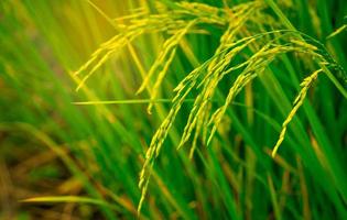 campo de arroz verde. plantação de arroz. fazenda de arroz de jasmim orgânico na ásia. agricultura de cultivo de arroz. bela natureza das terras agrícolas. comida asiática. arrozal esperar pela colheita. cultivo de plantas. foto