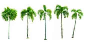 conjunto de cinco palmeiras de manila, palmeira de natal veitchia merrillii becc. ele mouro isolado no fundo branco. usado para arquitetura decorativa publicitária. conceito de verão e praia. foto