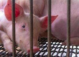 leitão bonito na fazenda. porco pequeno triste e saudável. pecuária. indústria da carne. mercado de carne animal. peste suína africana e conceito de gripe suína. criação de suínos. animal mamífero. leitão rosa no chiqueiro. foto