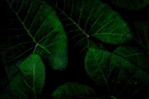 folha verde com gota de chuva na selva. gota de água nas folhas. fundo de textura de folha verde com padrão mínimo. folhas verdes na floresta tropical em fundo escuro. papel de parede verde. Jardim Botânico. foto