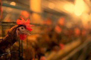 fazenda de frango. galinha poedeira em gaiolas. avicultura comercial de galinhas. fazenda de gado de galinhas poedeiras. avicultura intensiva em sistemas fechados. agricultura de produção de ovos. aves domesticadas. foto