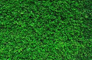 fundo de folhas verdes naturais. papel de parede da natureza. parede ecológica. fundo de verão. textura de folhas verdes. corte de arbustos ou arbustos. pano de fundo para produtos cosméticos orgânicos. padrão de cobertura de jardim verde. foto