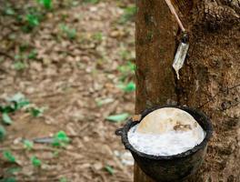 plantação de seringueiras. extração de borracha no jardim da seringueira na tailândia. látex natural extraído da planta de seringueira. coleta de látex em copo plástico. matéria-prima látex. floresta de hevea brasiliensis. foto