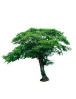 árvore com folhas verdes, isoladas no fundo branco. árvore tropical. árvore ornamental para decoração no jardim foto