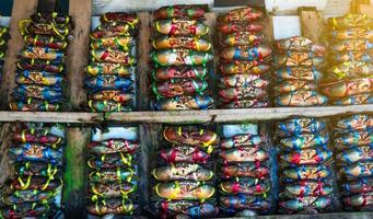 scylla serrata. caranguejos frescos são amarrados com cordas plásticas coloridas e organizados em fileiras no mercado de frutos do mar na tailândia. matérias-primas para o conceito de restaurantes de frutos do mar. foto