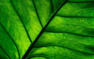 detalhe de tiro macro de folha verde. fundo de textura de folha verde natural. fundo para produtos orgânicos. foto