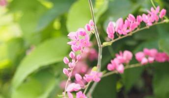 videira de coral de flor rosa, trepadeira mexicana, corrente de amor antigonon leptopus hook e arn nome lindo pequeno buquê borrado de fundo da natureza foto