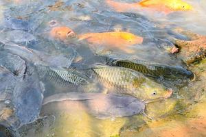 piscicultura flutuando para respirar na água superior no lago perto do rio asiático, carpa dourada laranja tilápia e peixe-gato comendo alimentos em lagoas de superfície de água em lagoas de superfície de água foto