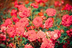 flores multicoloridas na árvore da planta - rosa vermelha dia dos namorados flor da paisagem no jardim foto