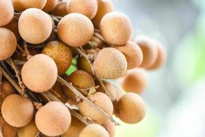 bando de frutas tropicais longan frescas na tailândia - frutas exóticas dimocarpus longan no fundo da natureza foto