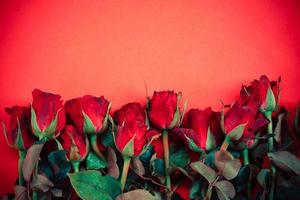 buquê de flores de rosas vermelhas frescas naturais em fundo vermelho flores rosas amor romântico conceito de dia dos namorados foto