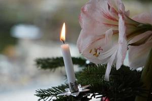 amarílis branca e luz de velas de cera na árvore de natal verde. foto