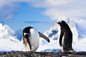 pinguins em uma rocha foto