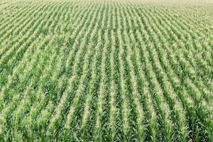 agricultura, campo de milho foto