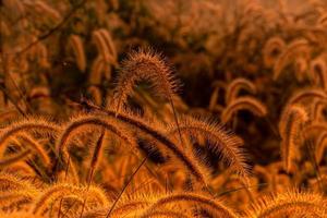 flor de grama de manhã ao nascer do sol com sol dourado. campo de flores na zona rural. fundo de prado laranja. flores de grama de prado selvagem com luz solar da manhã. comece um novo dia ou um novo conceito de vida. foto