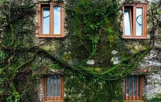 edifício antigo coberto de videira verde e musgo. planta rasteira verde subindo na parede da casa. edifício ecologicamente correto. fachada da decoração do edifício com hera. construção sustentável. Perto da Natureza. foto