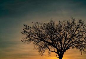 árvore morta de silhueta no belo pôr do sol ou nascer do sol no céu dourado. fundo para o conceito pacífico e tranquilo. luz para a esperança e espiritual. conceito de despertar e inspiração. alma e respeito. foto