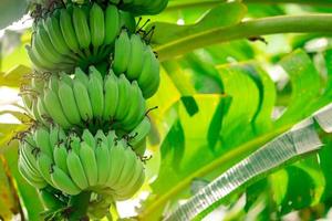 bananeira com cacho de bananas verdes cruas e folhas verdes de banana. plantação de banana cultivada. fazenda de frutas tropicais. fitoterapia para tratamento de diarréia e gastrite. agricultura. comida orgânica.
