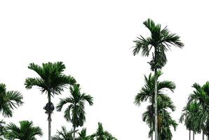 palmeira areca areca catechu. palmeira de noz de bétele isolada no fundo branco. colheita comercial. palmeira tropical no jardim. cultivo e plantação de palmeiras de areca. planta de ervas. horticultura. foto