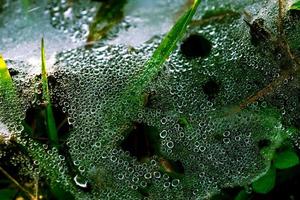 detalhe de tiro macro de gotas de água na teia de aranha depois de chover de manhã entre a grama verde. gotas de orvalho na grama com padrão natural. foto