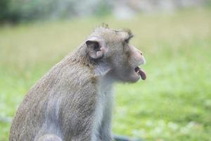 retrato de macaco com língua de fora, tailândia. macaco com pele marrom sentado perto do campo de grama verde. vista lateral do macaco. orelha de macaco. foto