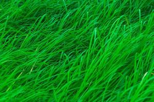 grama verde com folhas longas. fundo de textura de grama verde natural talos. fundo orgânico e saudável. fundo para produto cosmético orgânico. foto