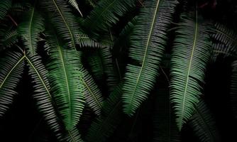 folhas de samambaia em fundo escuro na selva. folhas de samambaia verde escura densa no jardim à noite. abstrato da natureza. samambaia na floresta tropical. planta exótica. bela textura de folha de samambaia verde escuro. foto