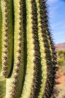 espinhos de cacto saguaro foto
