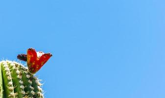 cacto florescendo em detalhe no deserto com céu azul foto