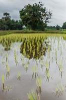 fazenda de arroz foto