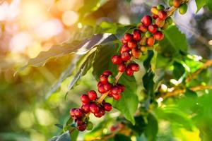 grãos de café na árvore na montanha na fazenda norte da tailândia. foto