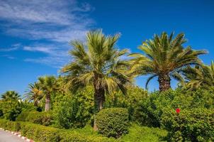 tamareiras com um céu azul claro em hammamet tunísia foto