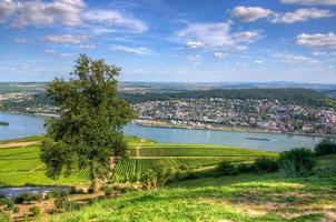 vinhedo perto de burg ehrenfels, ruedelsheim, hessen, alemanha foto