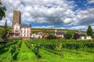 vinhedo perto da fortaleza boosenburg, ruedelsheim, hessen, alemanha foto