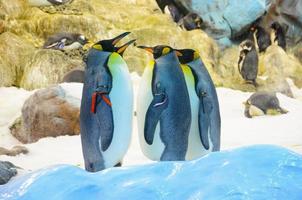 grandes pinguins rei em loro parque, tenerife, ilhas canárias. foto