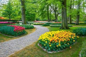 tulipas coloridas, parque keukenhof, lisse na holanda foto