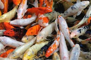 carpa colorida, peixe koi em loro parque, tenerife, pode foto