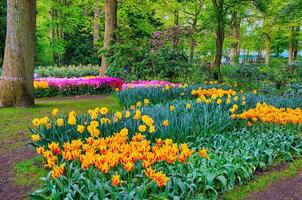 tulipas laranja coloridas, parque keukenhof, lisse na holanda foto