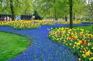 tulipas e narcisos azuis e amarelos no parque keukenhof na holanda foto