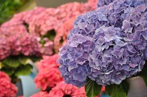 Blue hydrangea bodensee blossing no parque keukenhof na holanda foto