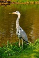 garça-real azul no parque perto do lago em um dia ensolarado, amsterdã, holanda foto